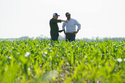 “La buena noticia para los productores es que no hay presencia de Dalbulus maidis, conocida como chicharrita del maíz”, dijo la empresa