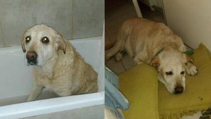 La buscan desde hace 12 días en el río Neuquén.