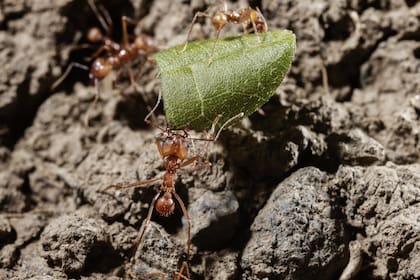La búsqueda de alimento es el principal motivo de la aparición de estos insectos en el hogar