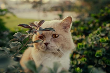 La búsqueda de contacto físico ofrece calma al animal en su etapa de vulnerabilidad