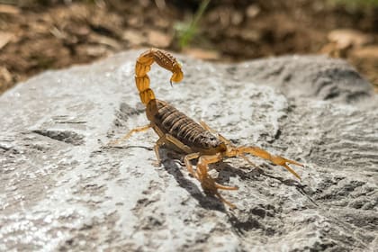 La búsqueda de refugio o de alimento son algunos de los motivos de las apariciones de escorpiones en las viviendas