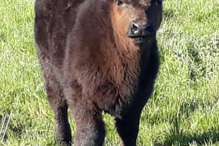 Pagaron un valor récord de $130 millones por el 50% de un ternero que todavía no nació