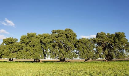 La cabaña Los Cinco Ombúes debe su nombre a una particularidad del establecimiento: “En el campo hay, no sé por qué, como tres o cuatro sectores que tienen solamente cinco ombúes”