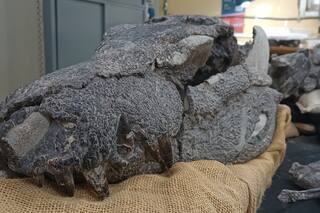 Descubren en la Patagonia austral una nueva especie de cocodrilo carnívoro de 70 millones de años