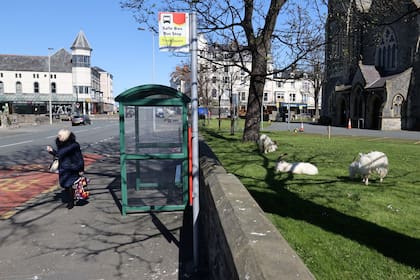 La cabras pasean por las calles de Llandudno al norte de Gales
