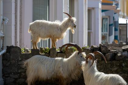 La cabras pasean por las calles de Llandudno al norte de Gales