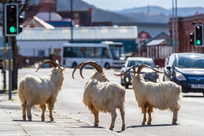 La cabras pasean por las calles de Llandudno al norte de Gales