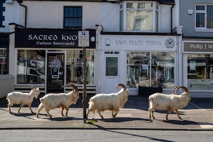 La cabras pasean por las calles de Llandudno al norte de Gales