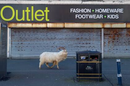 La cabras pasean por las calles de Llandudno al norte de Gales
