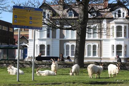 La cabras pasean por las calles de Llandudno al norte de Gales