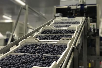 La cadena de packaging de la empresa está robotizada