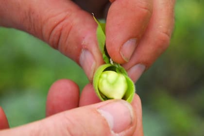 La cadena del cultivo genera unos US$75 millones