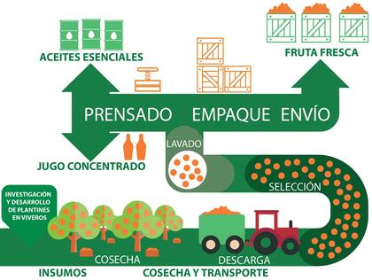 La cadena del limón. Fuente: Came