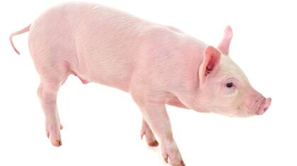 La cadena porcina busca mayor competitividad