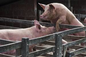 Acuerdo con China. Cómo se controla el impacto ambiental de las granjas porcinas