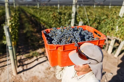 La cadena vitivinícola equivale al 0,4% del PBI