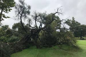 Cayó un árbol contra los cables y provocó una explosión en un torneo de golf