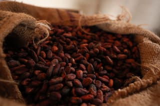 La caída del precio del cacao empuja a agricultores de Ghana a ceder tierras a la minería ilegal