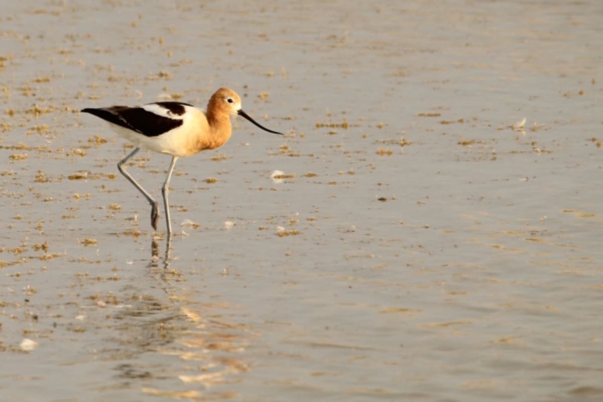O mistério da Baía de São Francisco. Milhares de pássaros desaparecem na Califórnia e os cientistas ‘não sabem por quê’