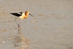 Miles de aves se desvanecen en California y los científicos admiten que “no saben por qué”