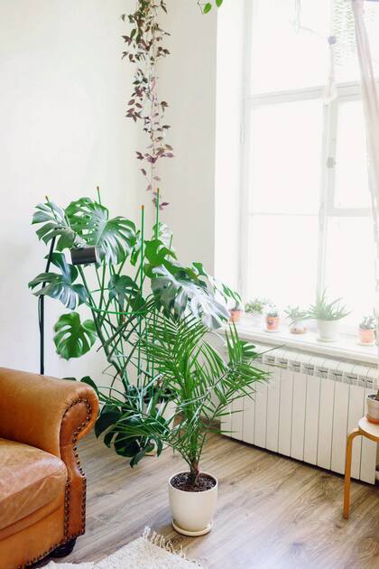 La caída prematura de hojas es un síntoma de estrés en las plantas de interior