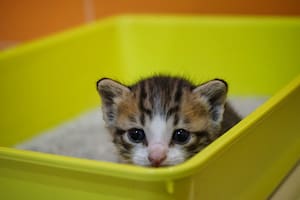 La caja es el lugar indicado para que los gatos realicen sus necesidades fisiológicas