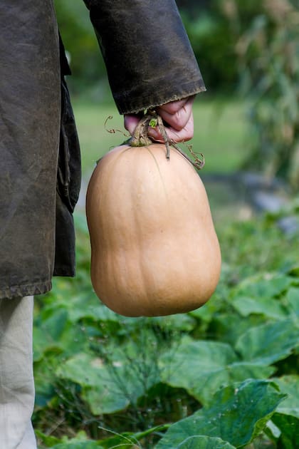 La calabaza es un antioxidante que ayuda a eliminar radicales libres previniendo el envejecimiento celular