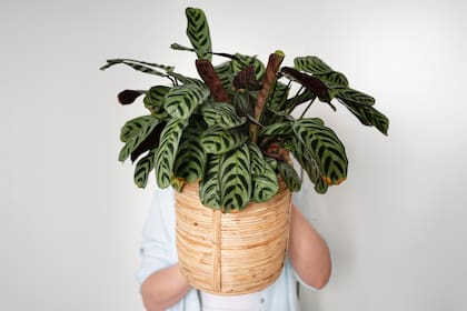 La calathea es ideal para decorar interiores (Foto: Freepik)