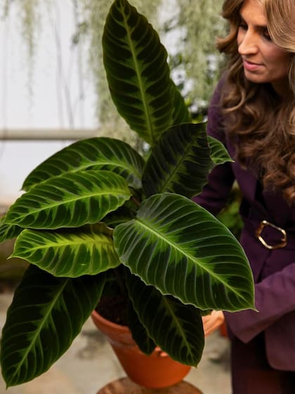 La calathea es una de las plantas ideales para decorar las habitaciones del hogar y darle un tono elegante