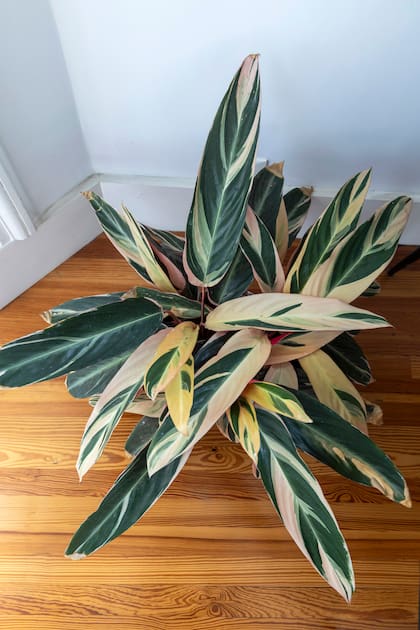 La calathea triostar quiere agua filtrada, nada de sol directo, mucha humedad y ninguna sorpresa