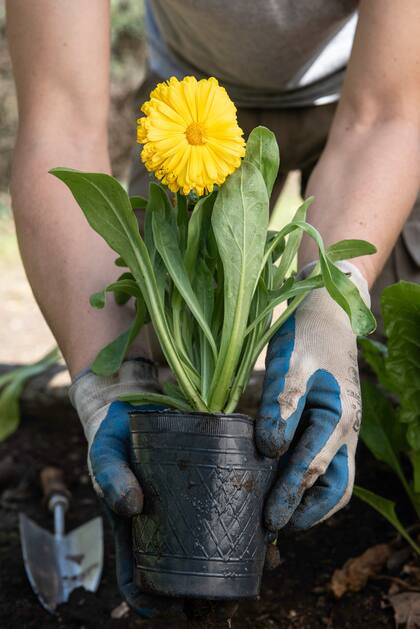 La caléndula, además de ser una planta medicinal, es muy duradera como flor de corte