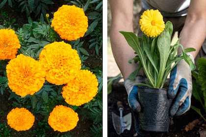 La caléndula (Calendula officinalis) y el cempasúchil (Tagetes erecta) sirven como repelente de gran cantidad de insectos y son muy efectivas contra enfermedades de la piel, quemaduras y heridas