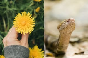 Serpientes de cascabel invaden California: cómo alejarlas del jardín con caléndula