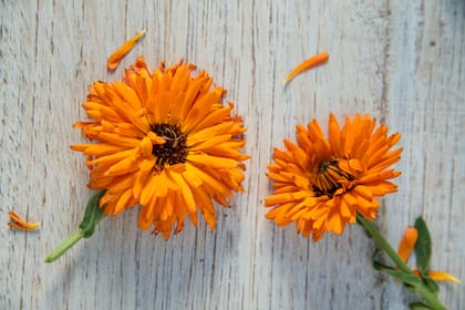 La caléndula en flor tiene un color intenso y cuenta con propiedades cicatrizantes