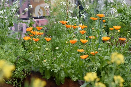 La caléndula es maravillosa para trabajar tópicamente sobre la dermis