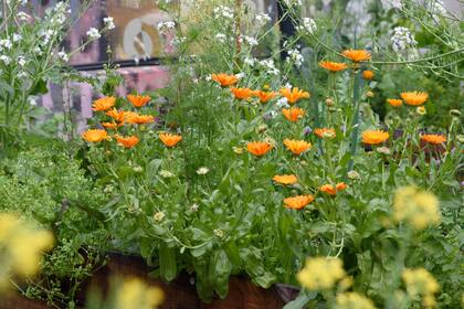 La caléndula es una de las flores recomendadas.