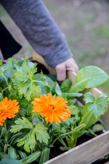 La caléndula florece cuando casi todo se apaga y aporta color