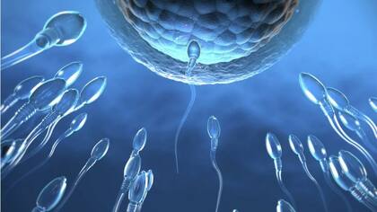 La calidad del esperma es crucial para la fertilidad
