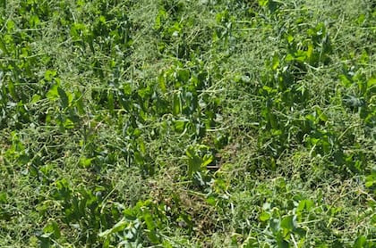 La calidad del grano también será objetable debido a cosecha con humedad elevada y cultivos revolcados, con incorporación de tierra al grano, lo que puede resultar en descuentos si no se cumplen los parámetros exigidos de calidad