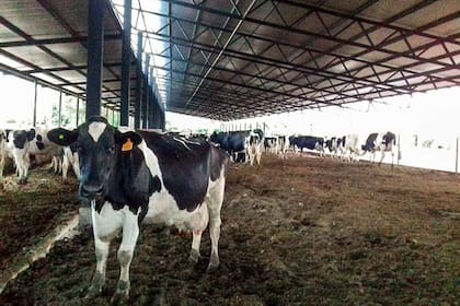 La cama caliente o compost barn del tambo