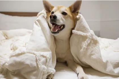 La cama es el objeto con más olor de la persona, por lo que el perro puede querer estar cerca de allí