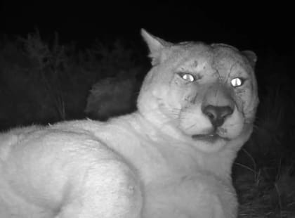 La cámara trampa logró captar el momento íntimo del felino (Foto: The Dodo)