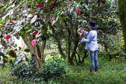 La camelia japónica es la reina indiscutida del invierno