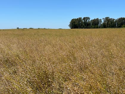La camelina es una oleaginosa de invierno, que permite rotar entre los de fina tradicionales, tener cobertura del suelo con renta y una cosecha temprana que habilita sembrar arriba un cultivo de gruesa casi de primera (entre fines de noviembre y principio de diciembre)