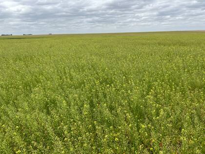 La camelina se siembra de junio a julio