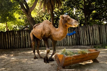 La camella Carolina es anciana y sufre de artrosis