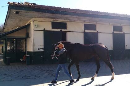 La caminata de Colifato Novo por la Villa Hípica de Palermo, llevado por Joaquín Cano, dedicado al potrillo a tiempo completo en Palermo.