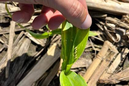 La campaña 2023/2024 dejó experiencias a tomar en cuenta para el control de la chicharrita