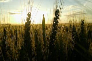 En medio de los desafíos presentes, ya es tiempo de plantear escenarios para el ciclo agrícola 2024/2025