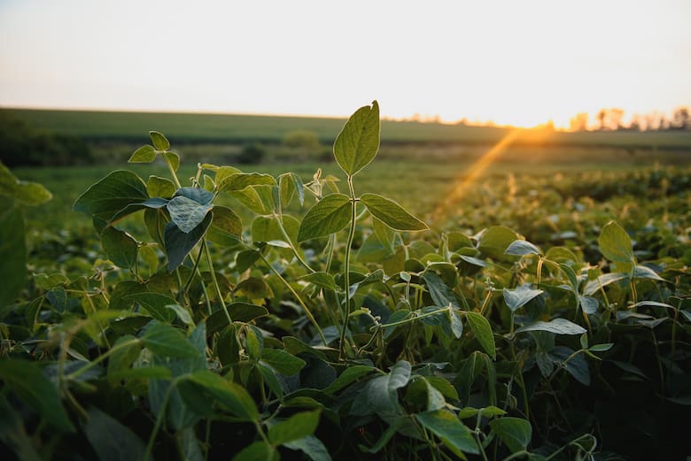 Aporte del agro: se estima que el campo generará el 80% de las divisas netas en 2024